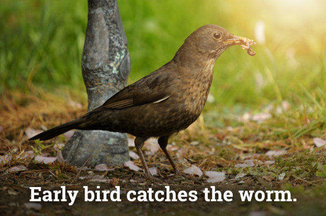 Ranní ptáče dál doskáče