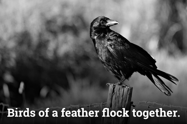 Vrána k vráně sedá